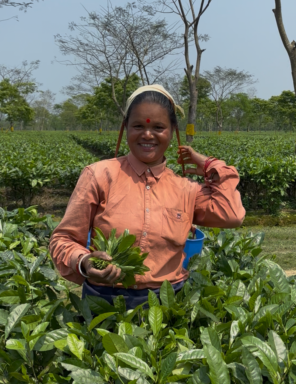 Sundarpur Tea Garden — Assam