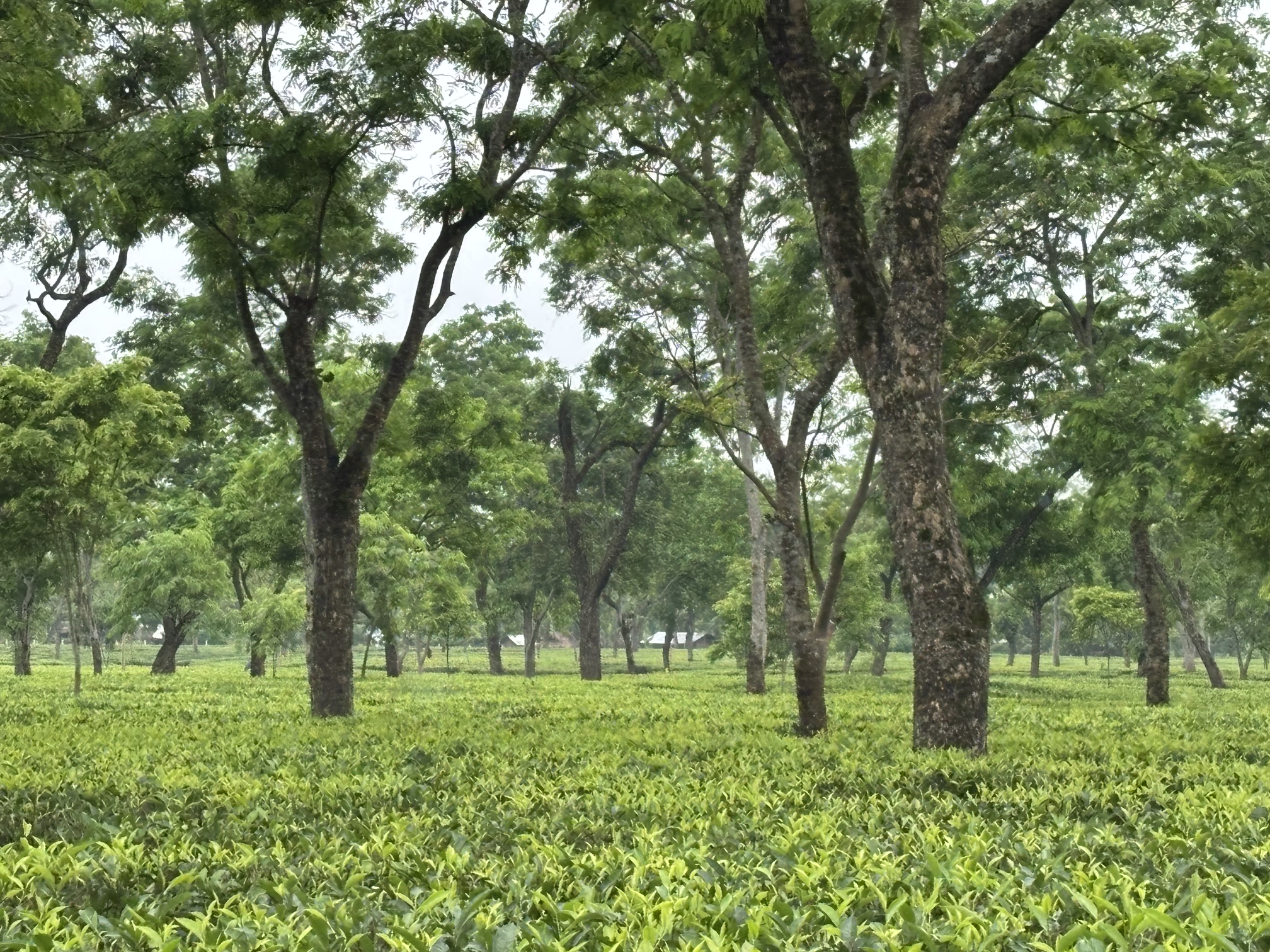 Sundarpur Tea Estate