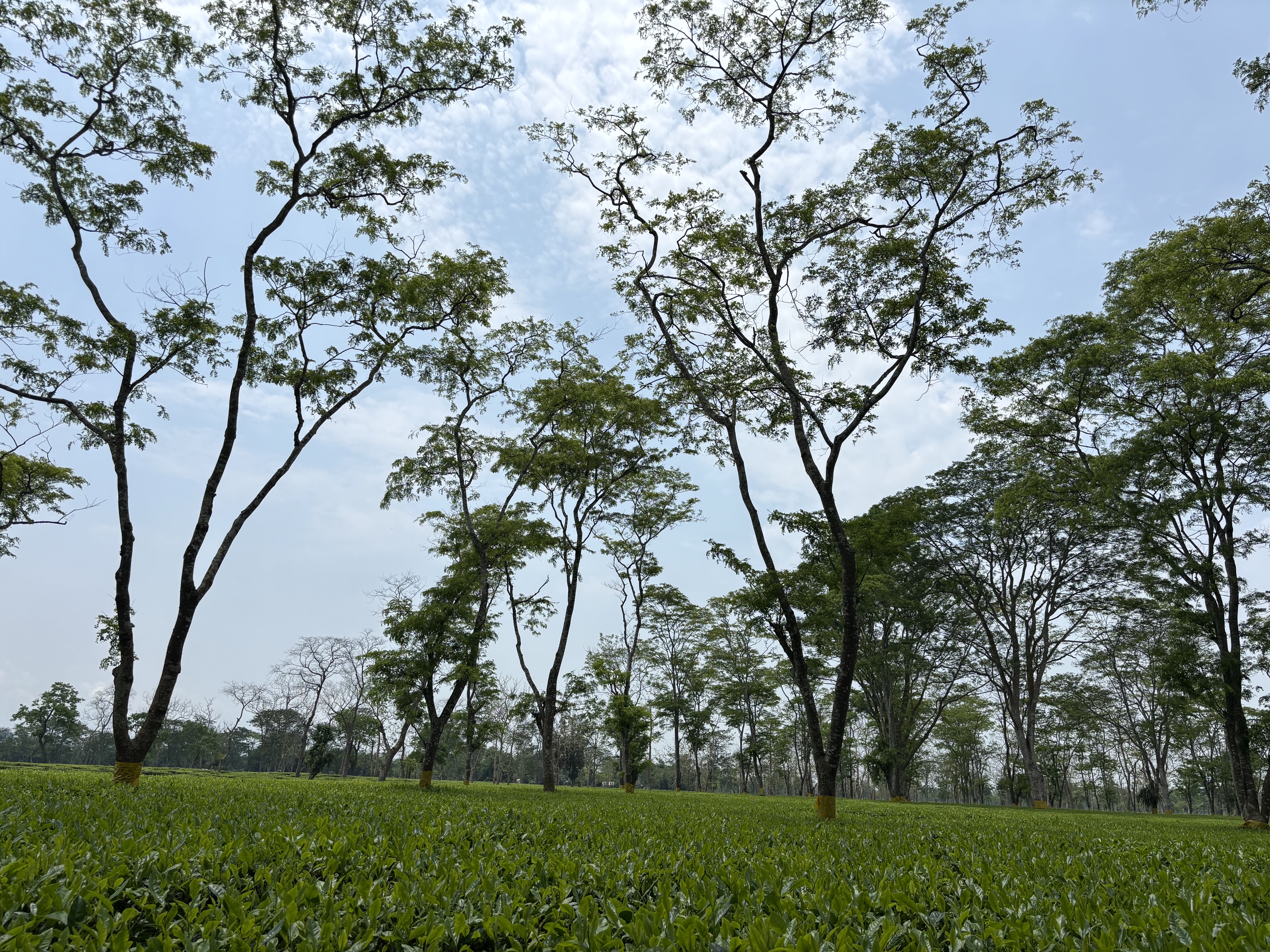 Sundarpur Tea Estate — Sustainable Agro-Ecosystem