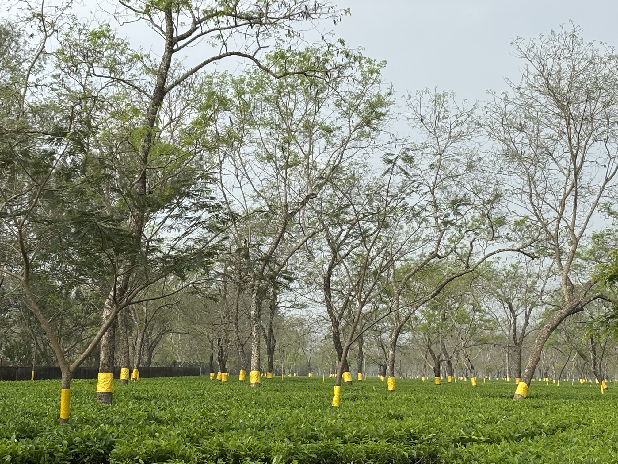 Sundarpur Tea Estate — Sustainable Agro-Ecosystem