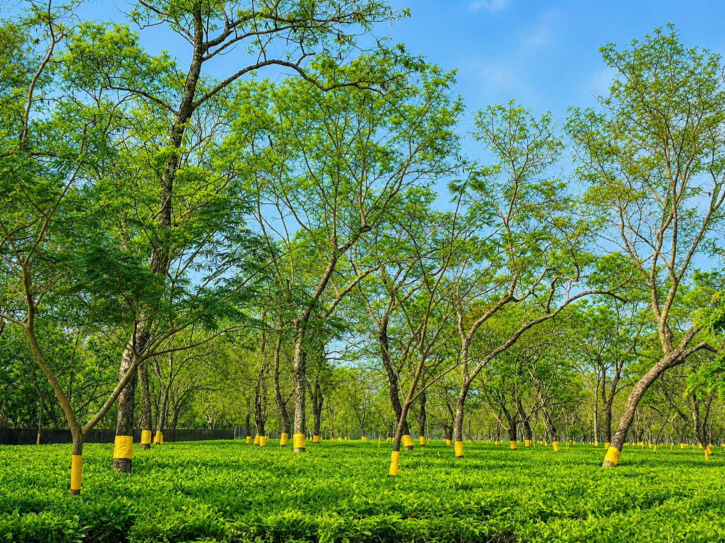 Sundarpur Tea Estate — Sustainable Agro-Ecosystem