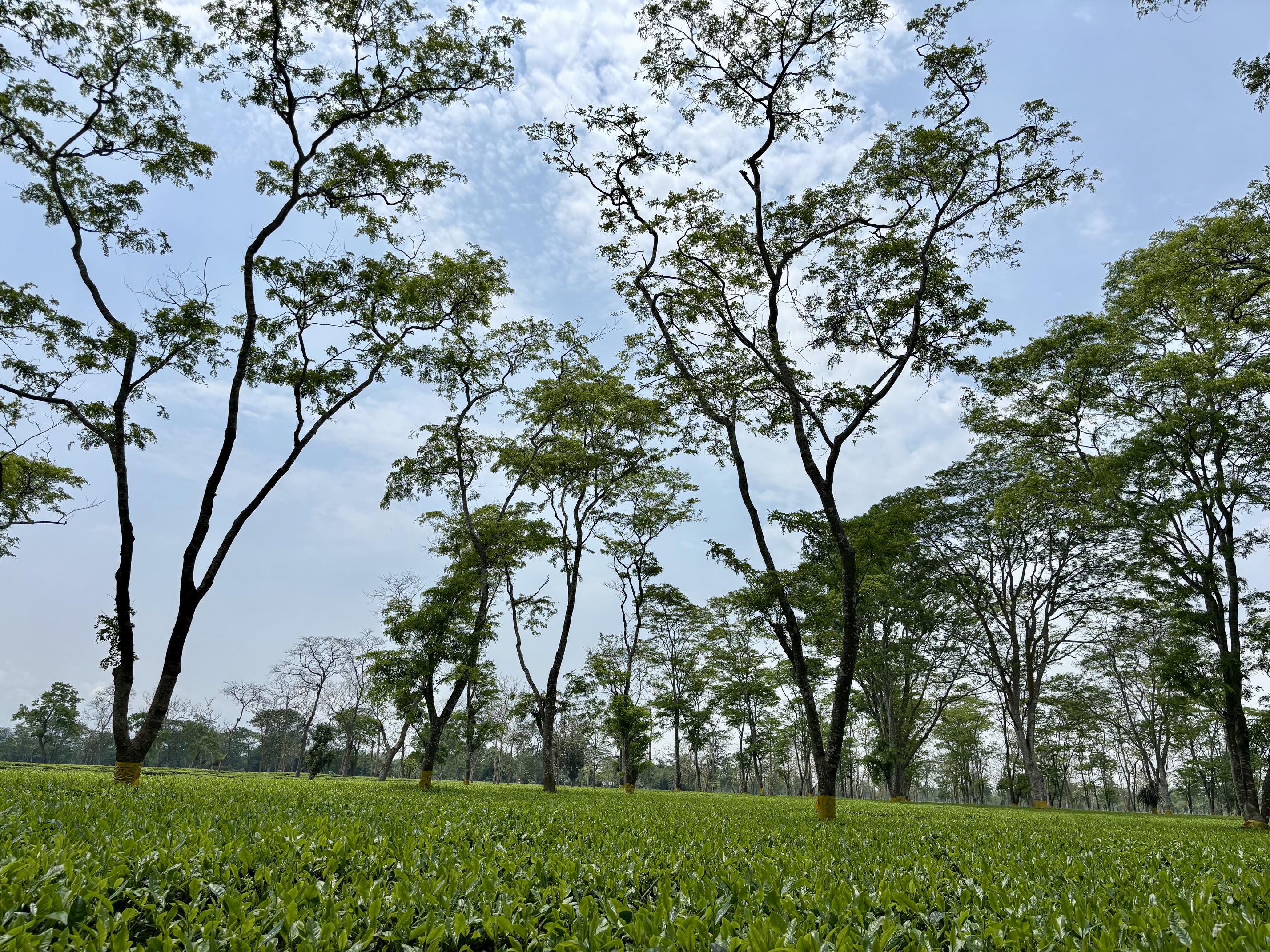 Tea Estate Panorama