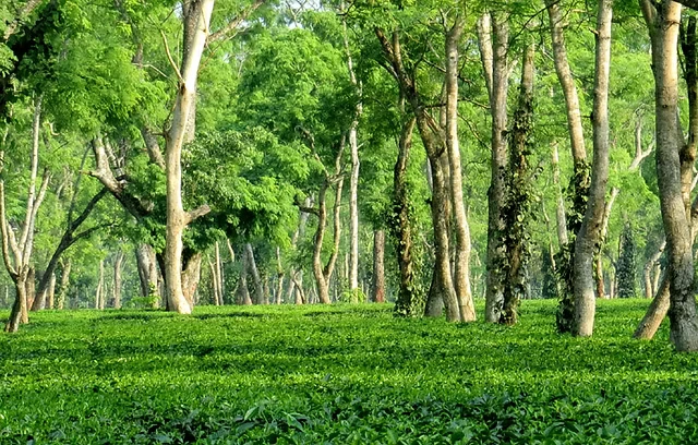 Misty tea fields in the Upper Brahmaputra Terroir