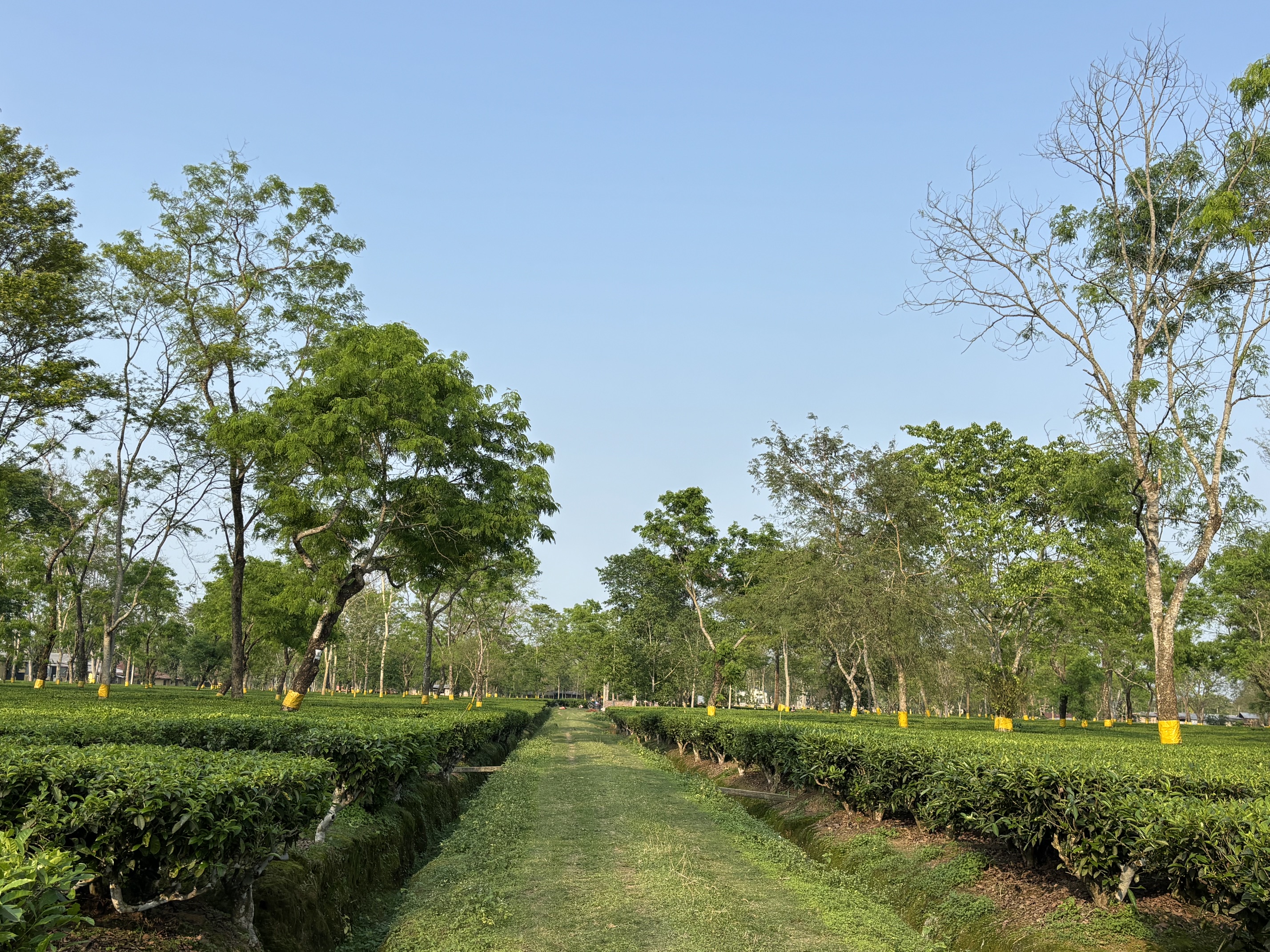 Misty tea fields in the Upper Brahmaputra Terroir