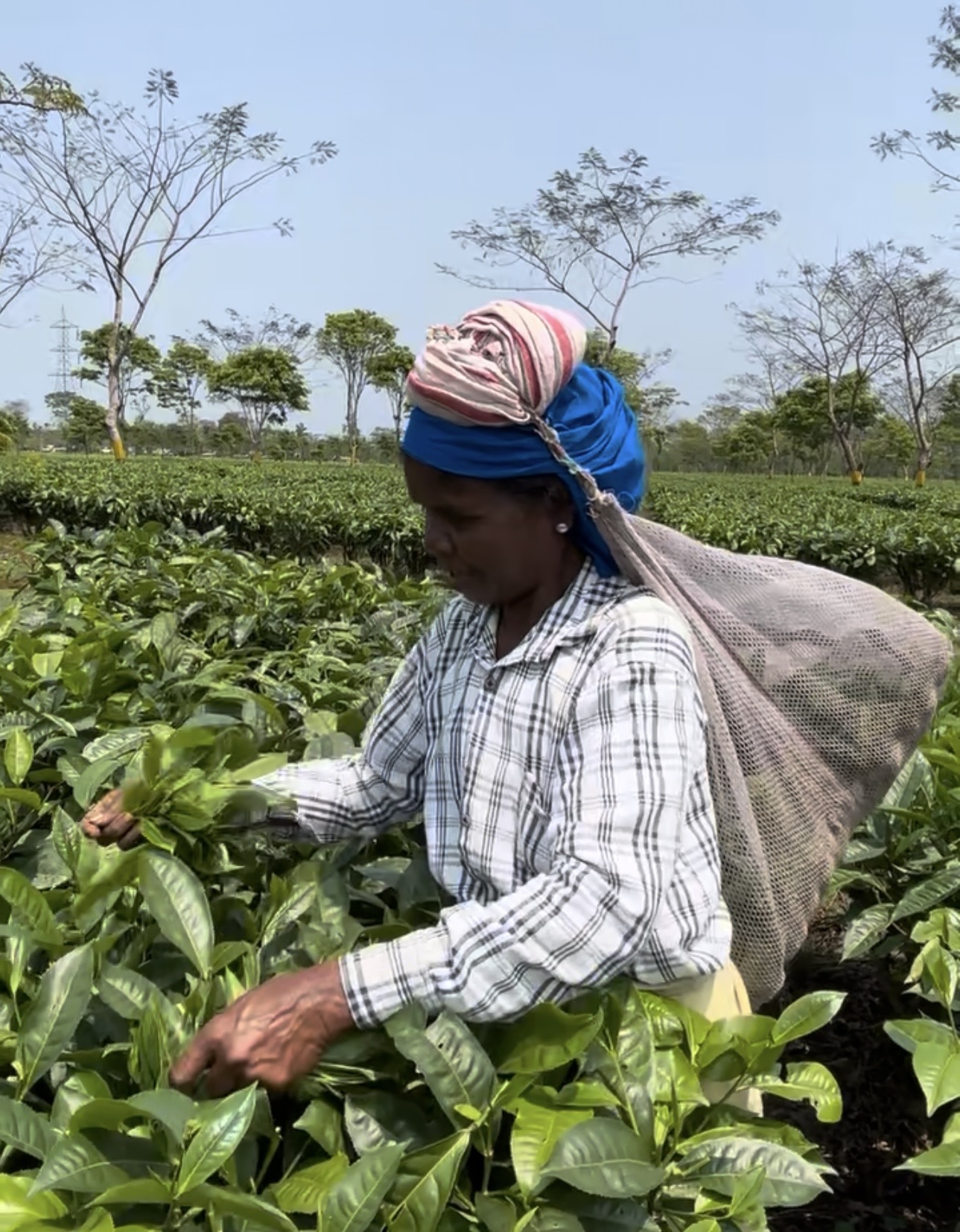 Hand-plucking two leaves and a bud for Assam Orthodox tea