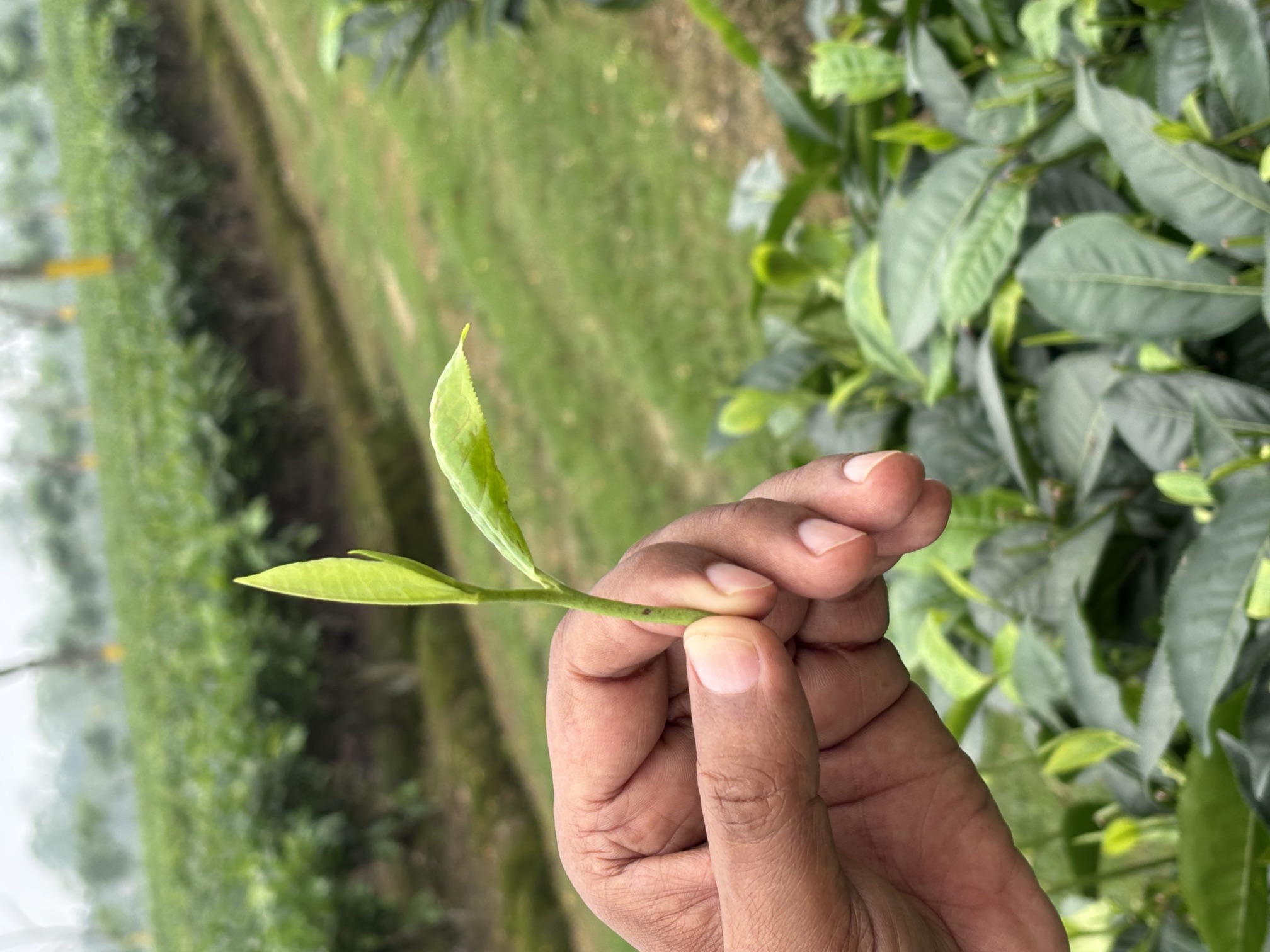 Historic Sundarpur Tea Estate garden in Assam producing premium CTC tea