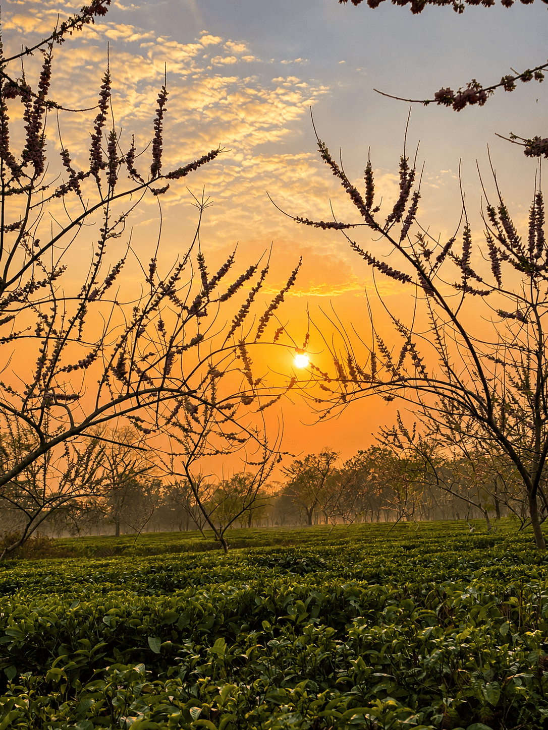 Sustainable agro-ecosystem and tea farming at Sundarpur Estate in Assam